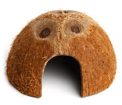 komodo coconut den-1