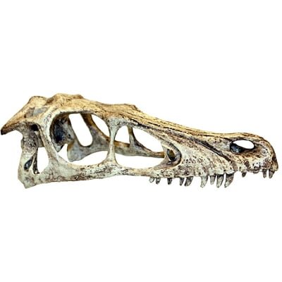 komodo raptor schedel-1