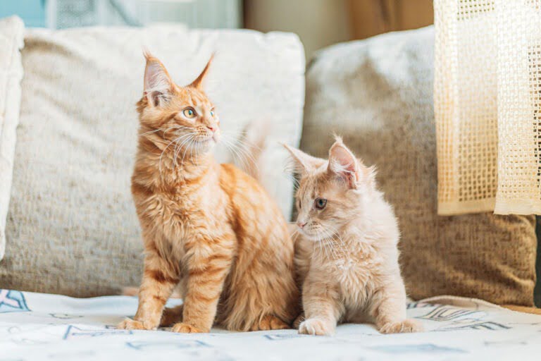 Two Funny Curious Young Red Ginger Maine Coon Kittens Cats Sitti