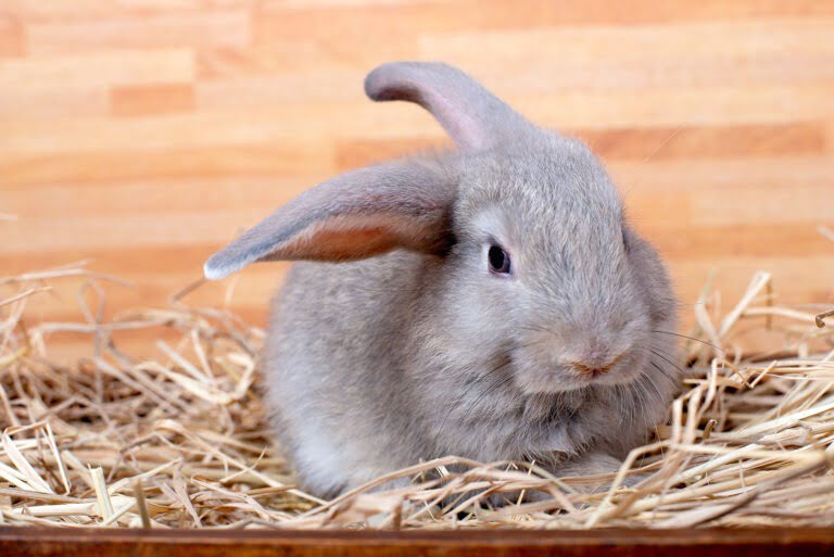 Gray bunny rabbit stay on straw and wood box with different acti