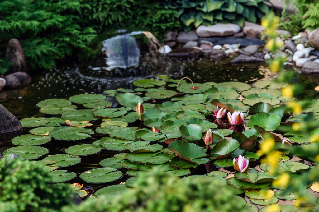 Water lily outdoor in garden pond, copy space.