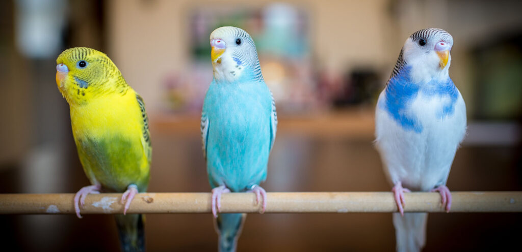 Three parakeets on a stick in the house